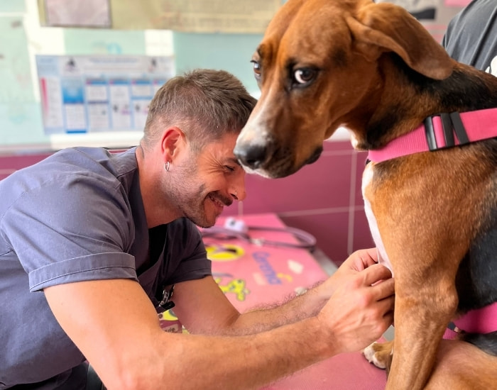 Dermatología veterinaria en Salamanca