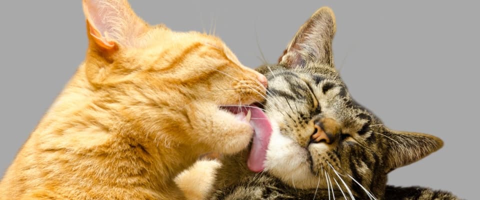 Enfermedad del riñón poliquístico en gatos