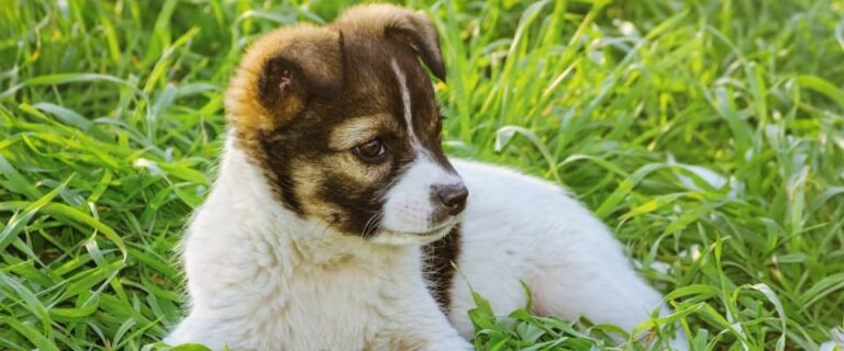 Infección por Giardia en perros - Centro Veterinario La Salle